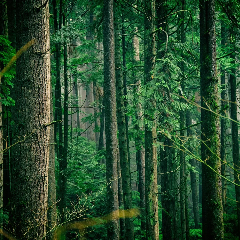 Dense green forest with tall trees and moss-covered trunks in a natural setting