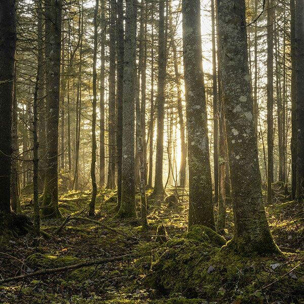 Sunlight filtering through tall trees in a dense forest with a natural ground cover